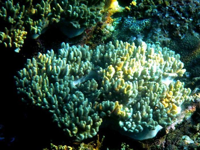 Запрятанный райский уголок Bondalem Beach Club