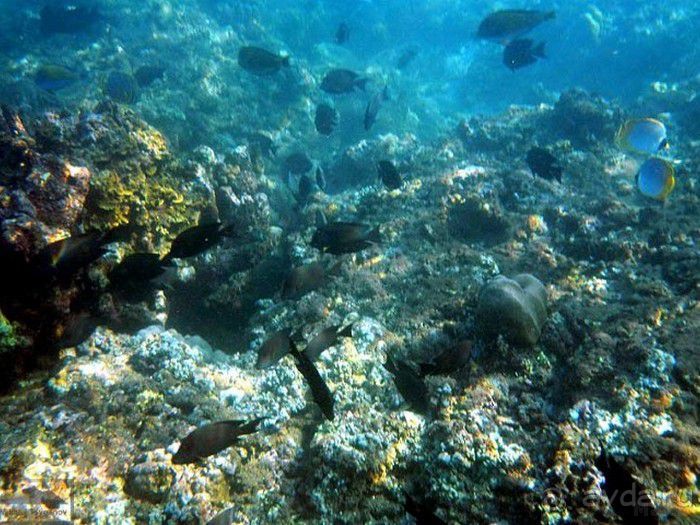 Запрятанный райский уголок Bondalem Beach Club