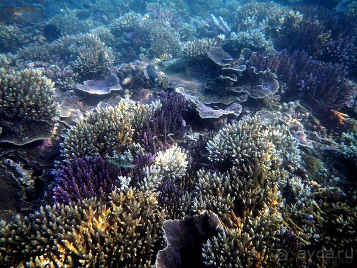 Запрятанный райский уголок Bondalem Beach Club