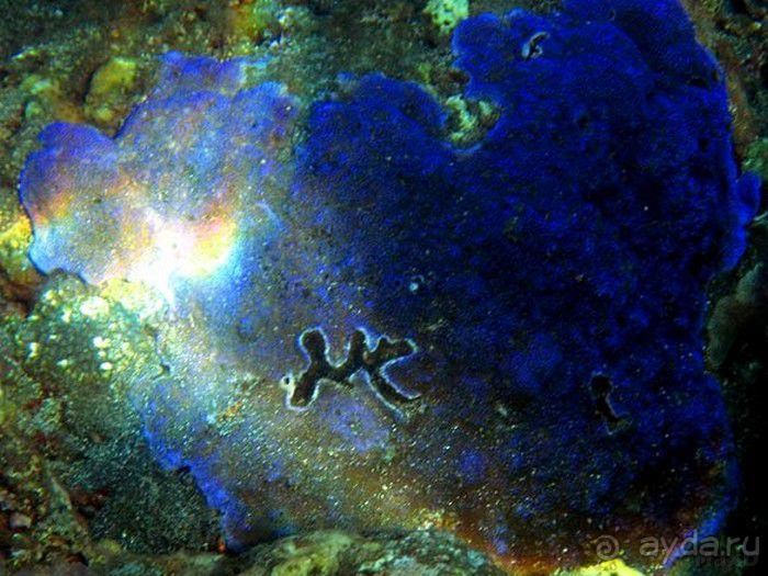 Запрятанный райский уголок Bondalem Beach Club