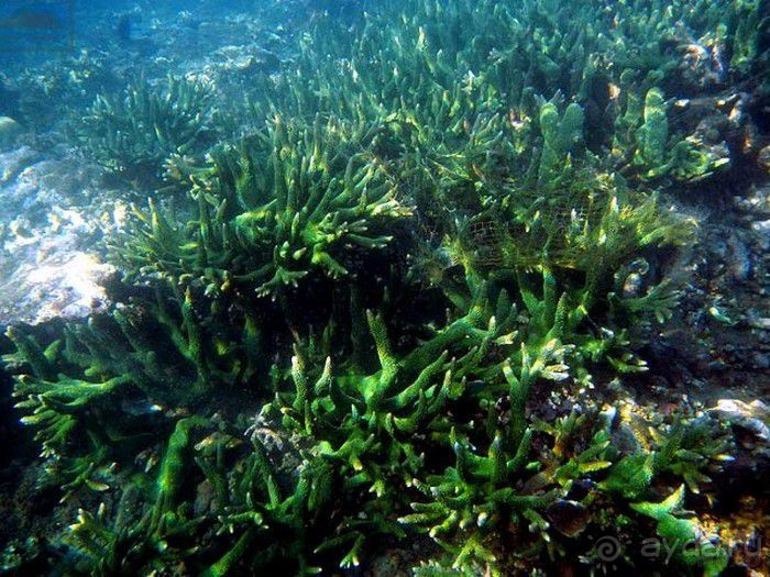 Запрятанный райский уголок Bondalem Beach Club