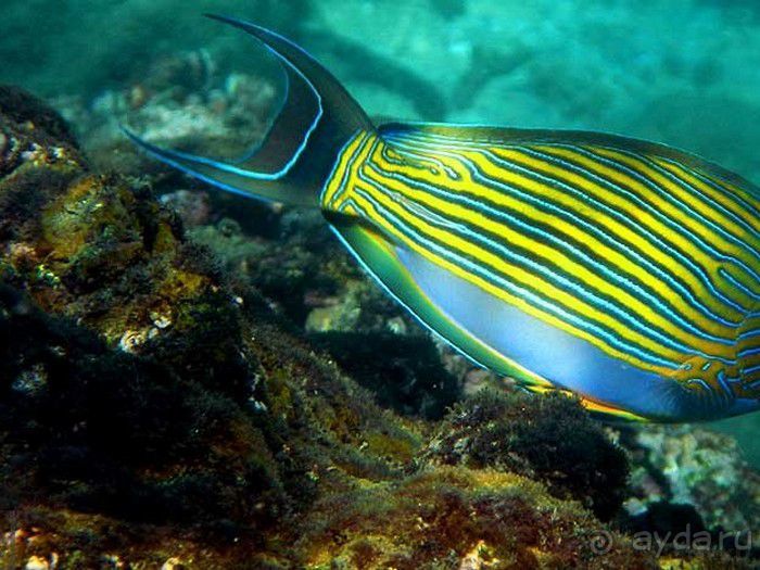 Запрятанный райский уголок Bondalem Beach Club