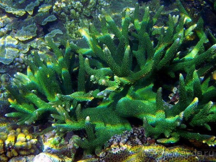 Запрятанный райский уголок Bondalem Beach Club