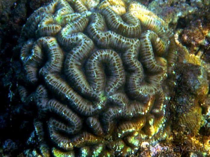 Запрятанный райский уголок Bondalem Beach Club