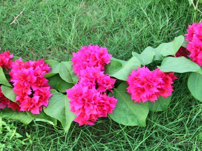 Запрятанный райский уголок Bondalem Beach Club