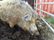 Большое приключение Муми-Папы и Малышки Мю.