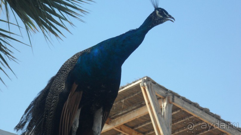 фото Набёля