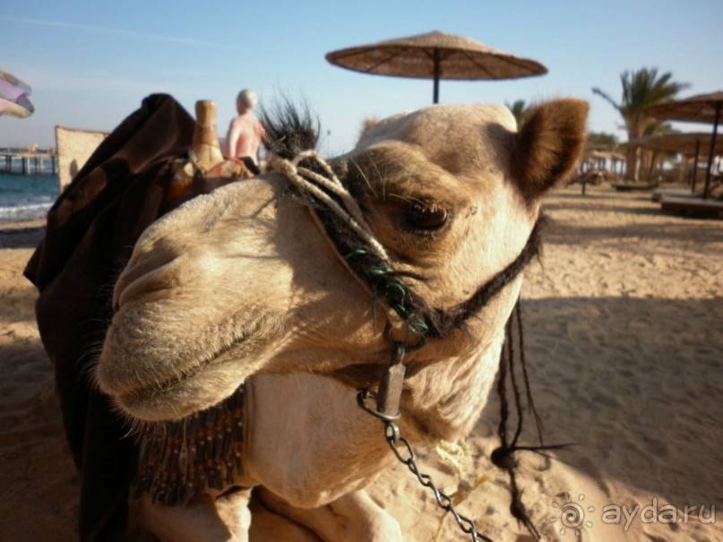 отдых в Египте удаляся