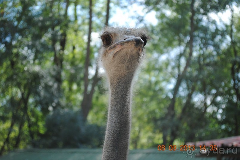 Нормальный семейный  отдых.