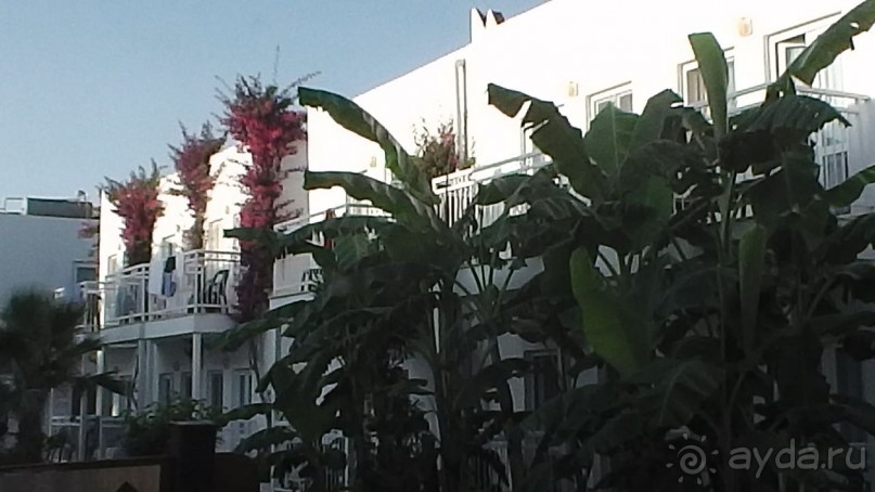 фото Flamingo Suites