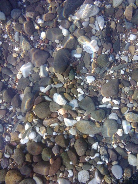 фото Flamingo Suites