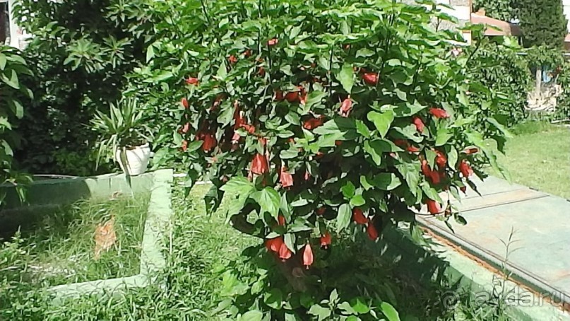 фото Flamingo Suites