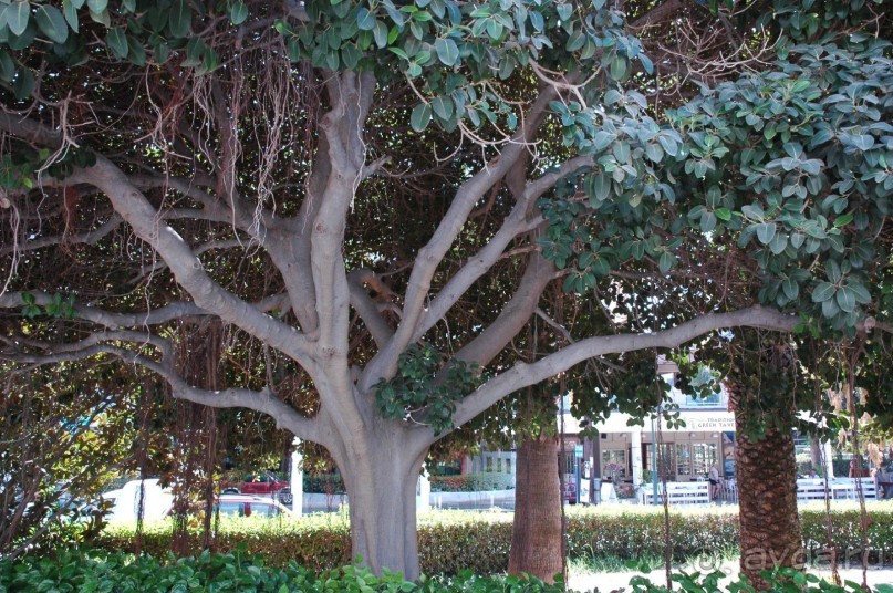 Платан перед отелем.