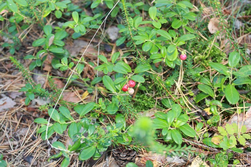 Финляндия. Страна Тысячи озер. Регион Турку и город Наантали