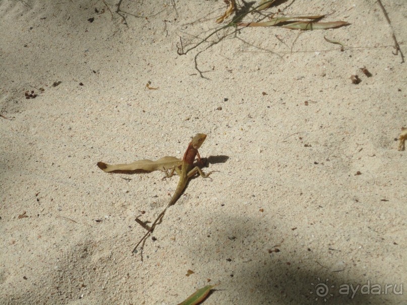 фото Royal Twins Palace