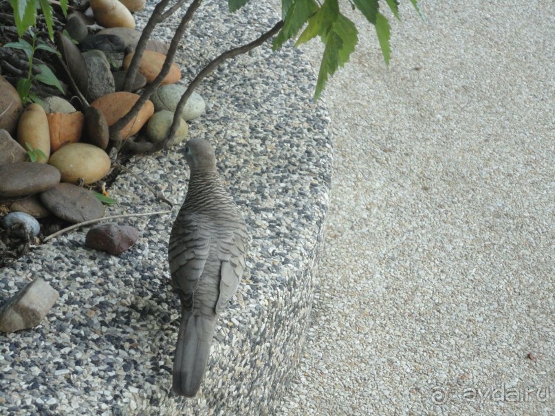 фото Royal Twins Palace