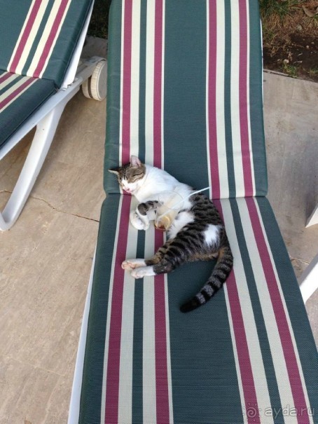 Отдельное спасибо аниматору Рустаму Бабаеву