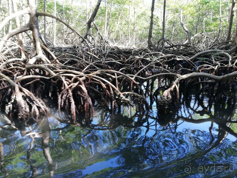 Мангровые заросли