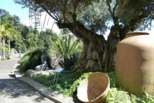 Есть в океане Остров чУдный! (или 10 дней на Мадейре).