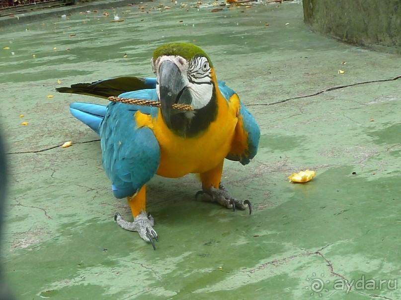 Есть в океане Остров чУдный! (или 10 дней на Мадейре).