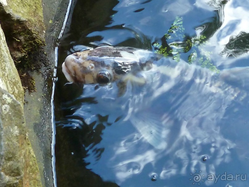 Есть в океане Остров чУдный! (или 10 дней на Мадейре).