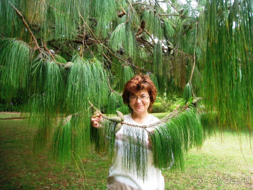 Есть в океане Остров чУдный! (или 10 дней на Мадейре).