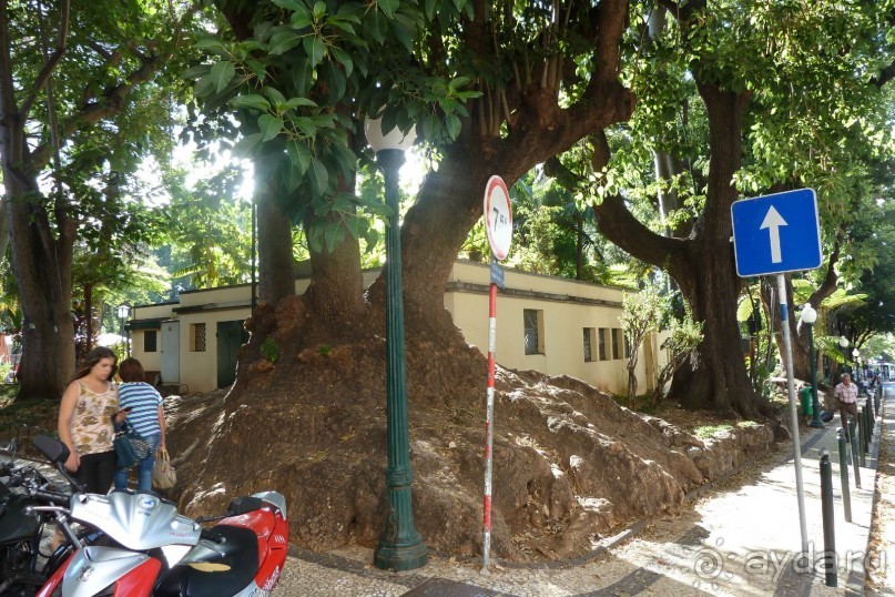 Есть в океане Остров чУдный! (или 10 дней на Мадейре).
