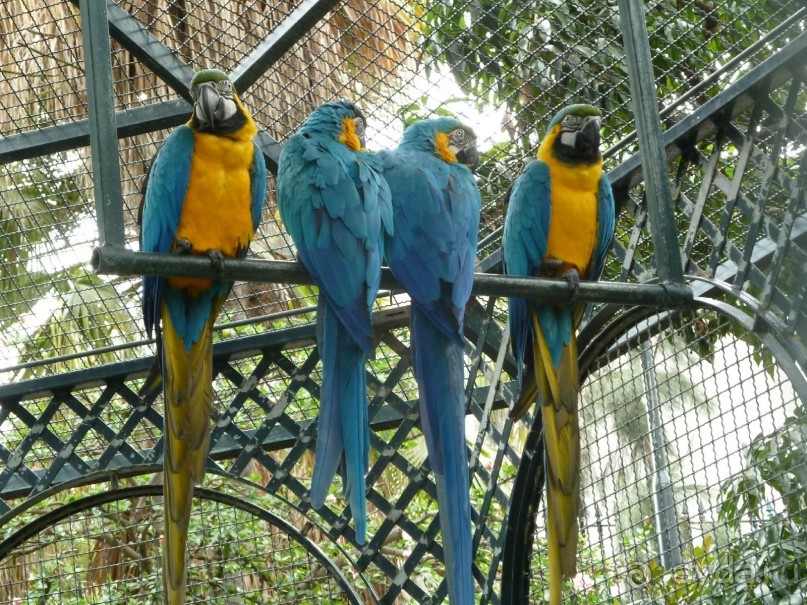 Есть в океане Остров чУдный! (или 10 дней на Мадейре).