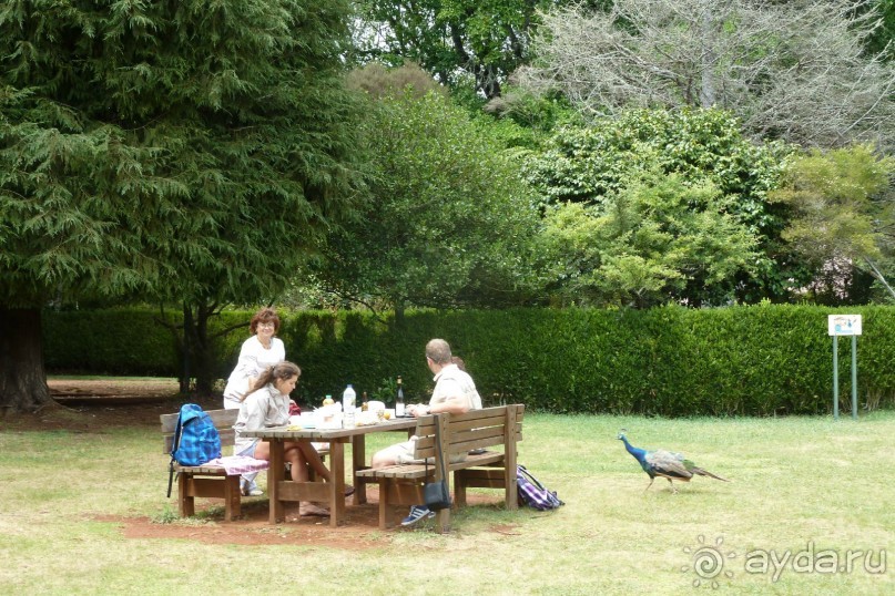Есть в океане Остров чУдный! (или 10 дней на Мадейре).