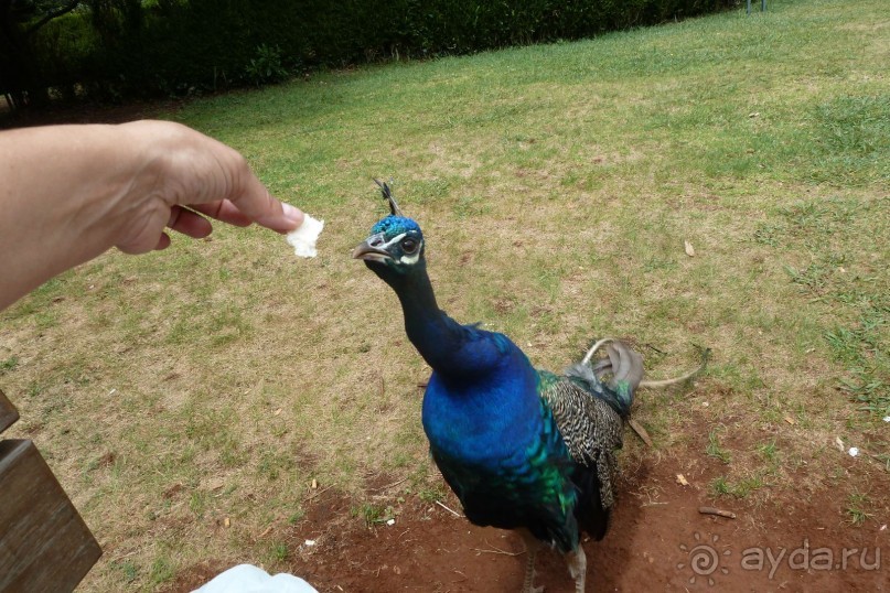 Есть в океане Остров чУдный! (или 10 дней на Мадейре).