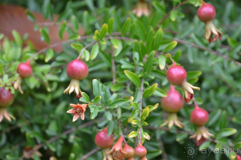 Флорида Парк, Санта Сусанна и стоит ли ехать