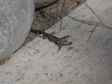 фото Sultan Beldibi