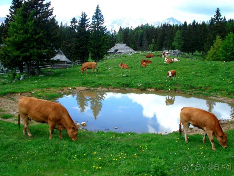 sLOVEnia