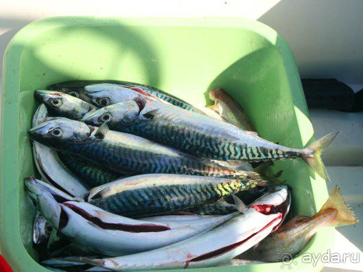 Рыбалка на Адриатическом море в Словении