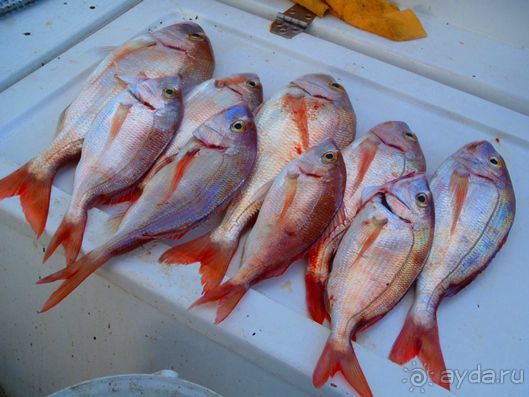 Рыбалка на Адриатическом море в Словении