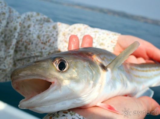 Рыбалка на Адриатическом море в Словении