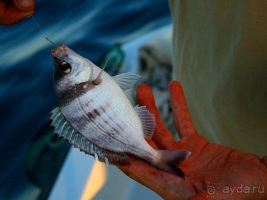 Рыбалка на Адриатическом море в Словении