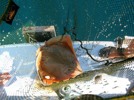 Рыбалка на Адриатическом море в Словении