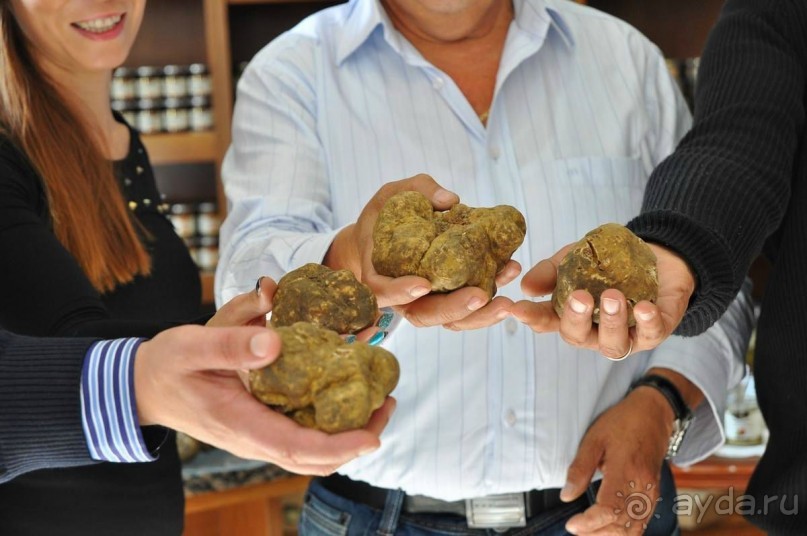 Трюфели: с чем их едят и как на них охотятся?