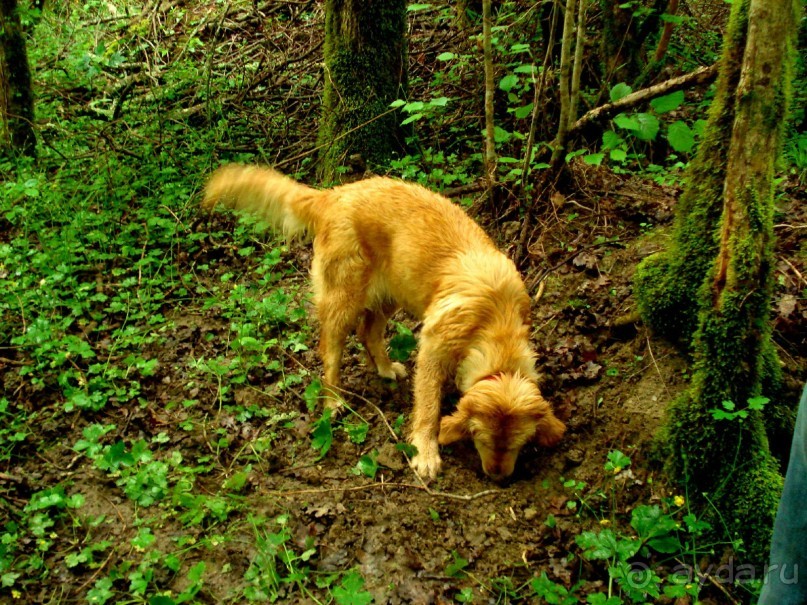 Трюфели: с чем их едят и как на них охотятся?