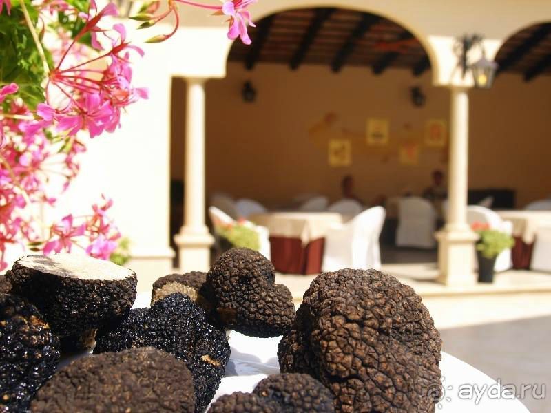 Трюфели: с чем их едят и как на них охотятся?