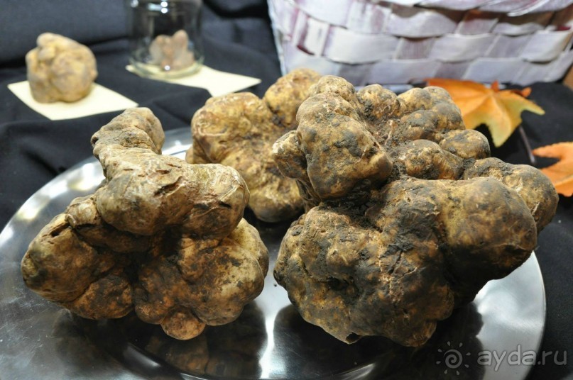 Трюфели: с чем их едят и как на них охотятся?