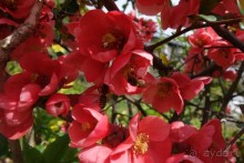 фото Словении