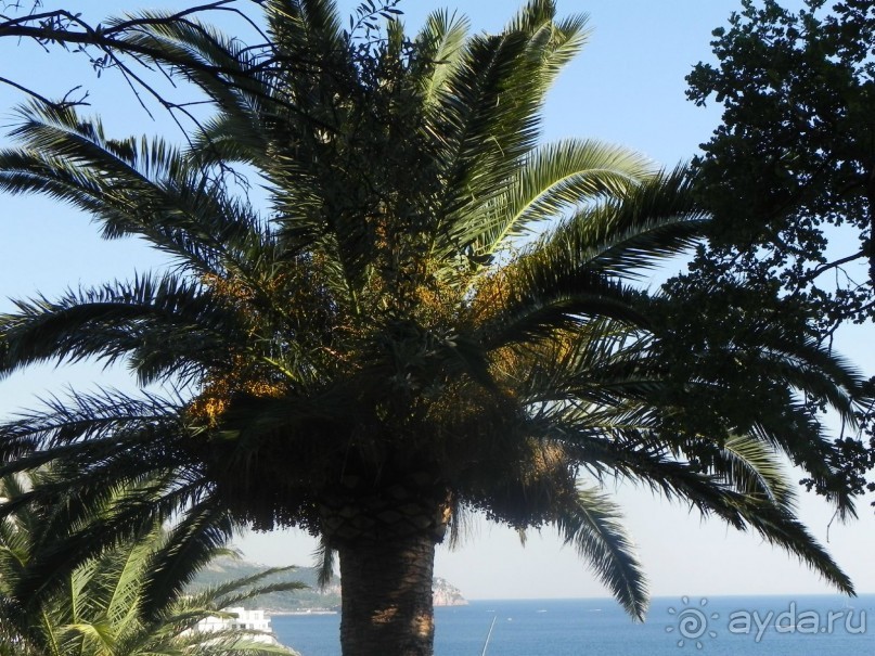 фото Falkensteiner Hotel Montenegro