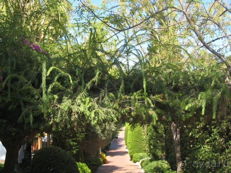 фото Botanic