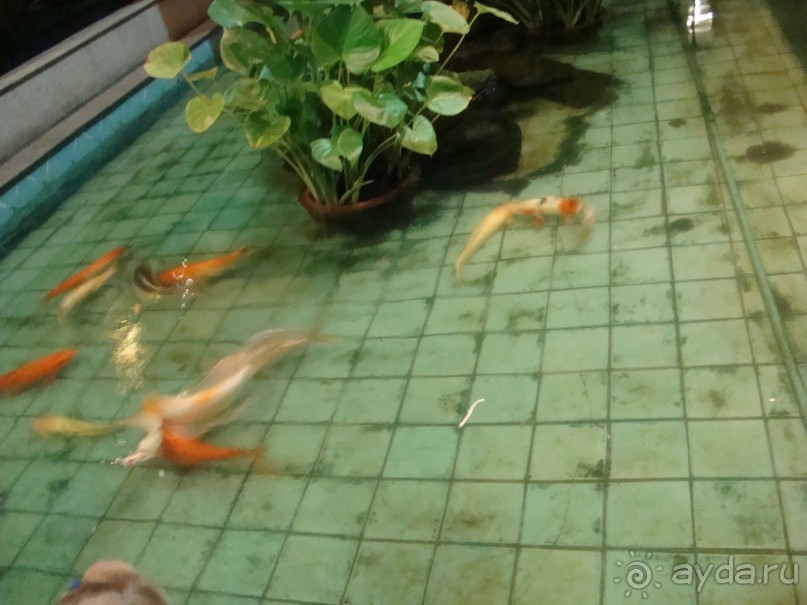 лучше только 5*