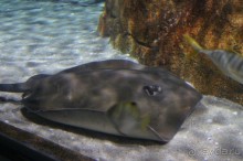 Экскурсия в Королевский Дворец +океанариум. Бангкок