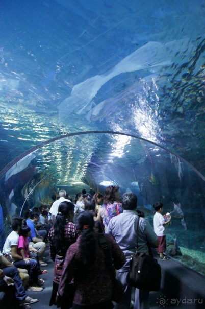 Экскурсия в Королевский Дворец +океанариум. Бангкок