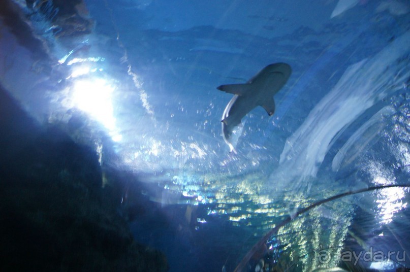 Экскурсия в Королевский Дворец +океанариум. Бангкок