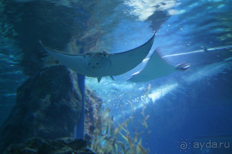 Экскурсия в Королевский Дворец +океанариум. Бангкок